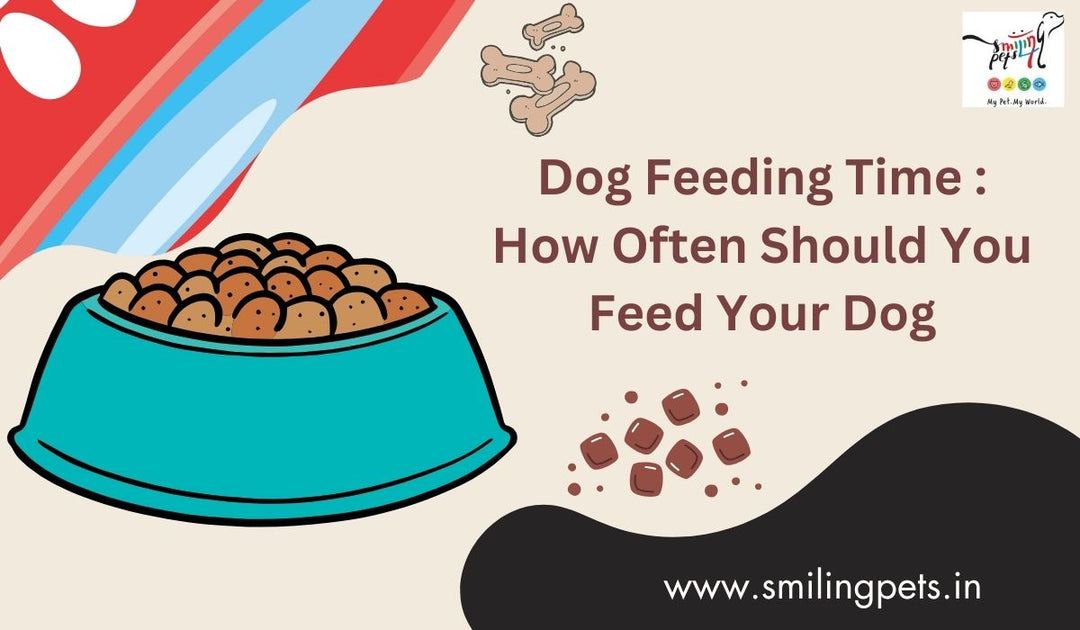 Dog Feeding Time : How Often Should You Feed Your Dog