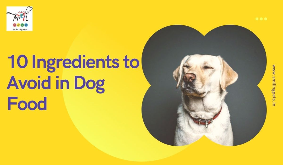 10 Ingredients to Avoid in Dog Food